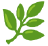 Wheatgrass